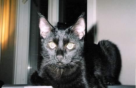 Blanding af racer Pelle Haleløs billede 6