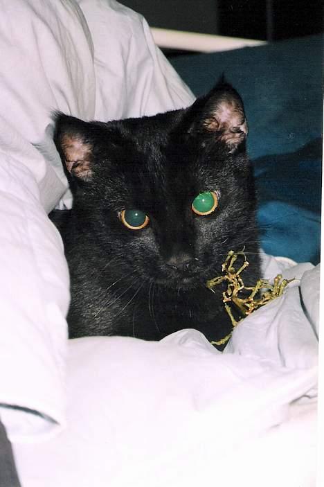 Blanding af racer Pelle Haleløs billede 7