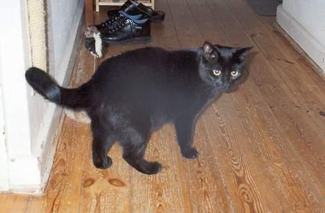 Blanding af racer Misser billede 2