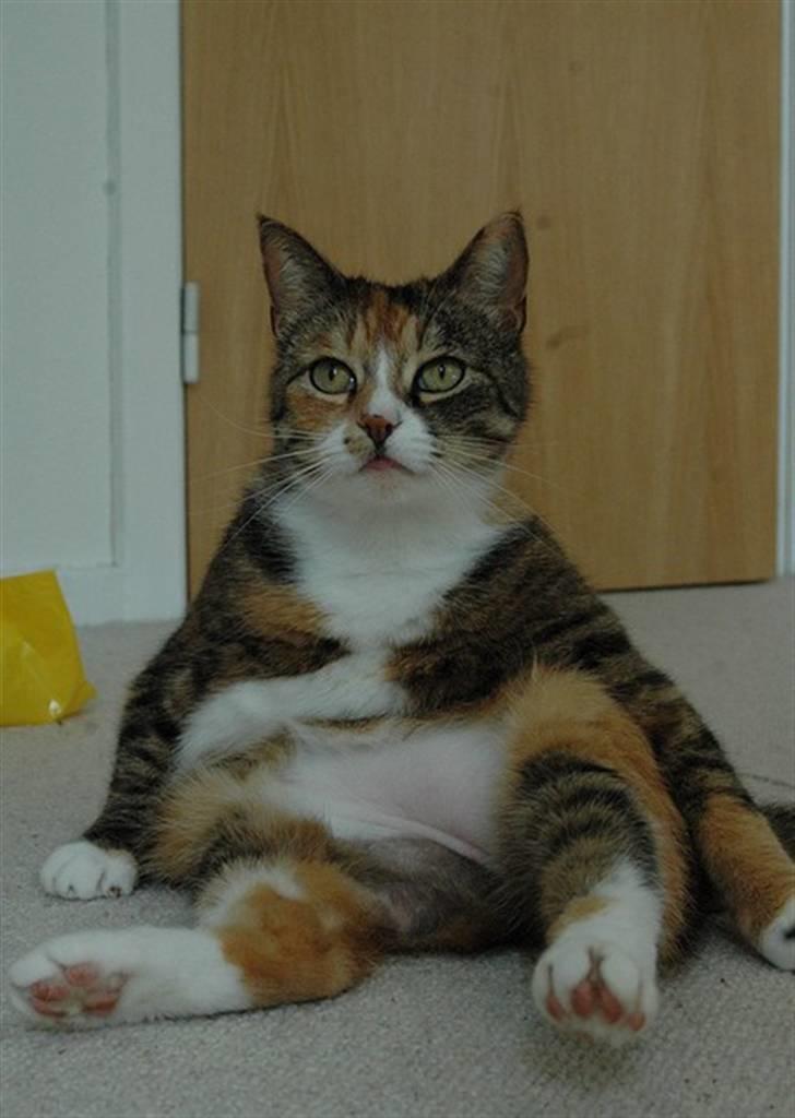 Huskat Frk. Pjevs - Foto: ChaosPhoto.dk BILLEDERNE MÅ IKKE KOPIRES! billede 6