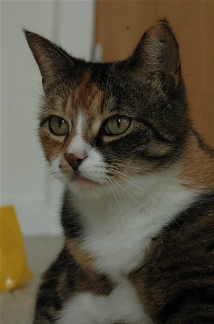 Huskat Frk. Pjevs - Foto: ChaosPhoto.dk BILLEDERNE MÅ IKKE KOPIRES! billede 7