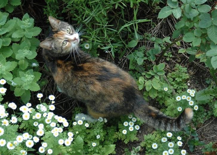 Huskat Frk. Pjevs - Foto: ChaosPhoto.dk BILLEDERNE MÅ IKKE KOPIRES! billede 8
