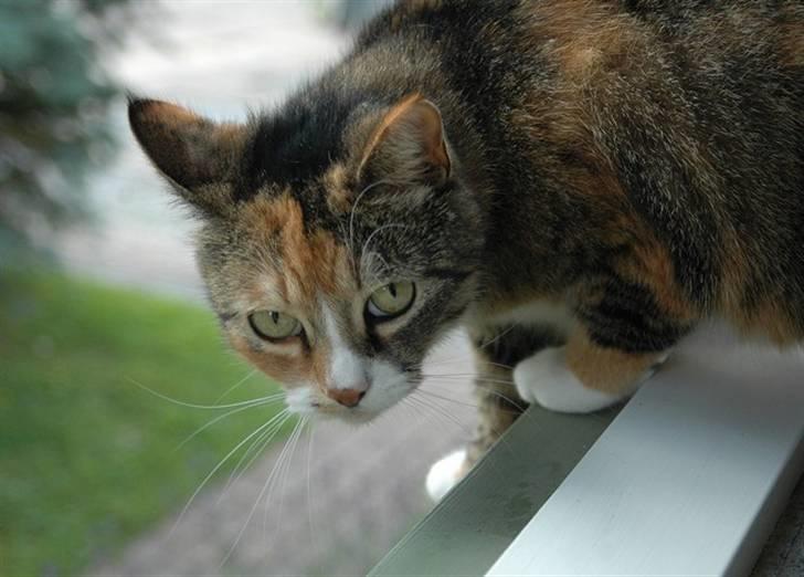 Huskat Frk. Pjevs - Foto: ChaosPhoto.dk BILLEDERNE MÅ IKKE KOPIRES! billede 9