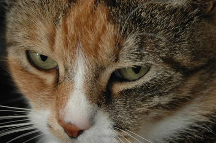 Huskat Frk. Pjevs - Foto: ChaosPhoto.dk BILLEDERNE MÅ IKKE KOPIRES! billede 10