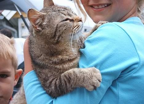 Blanding af racer Mille *død* - Ældre billede billede 7