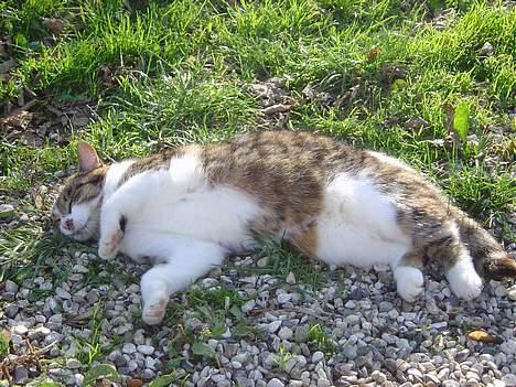 Blanding af racer Mimer billede 5