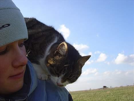 Blanding af racer Mimer billede 6