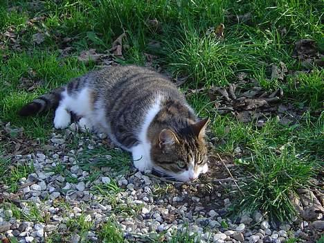 Blanding af racer Mimer billede 7