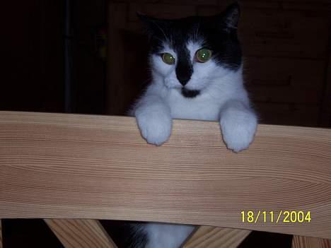 Blanding af racer Yatzy - Halloooo....hjælp mig lige før jeg falder ned igen...*svært at klatre på stole...* billede 5