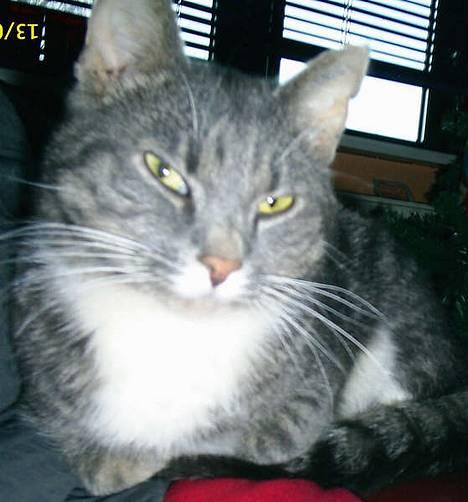 Blanding af racer Emil - Hvad så, der????? Emil i ægte patriark stil *GG* ( Tror selv han er Herren i huset) billede 1