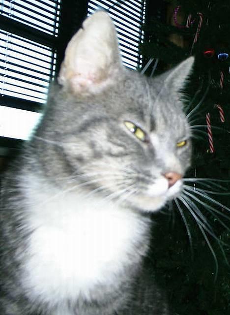 Blanding af racer Emil - Smukke Emil*S* billede 2