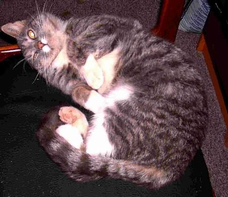 Blanding af racer Emil - Emil slanger sig billede 3