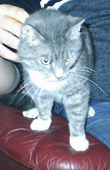 Blanding af racer Emil - Emil gør sig lækker! billede 4