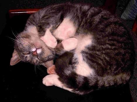 Blanding af racer Emil - Emil vil gerne kæles, TAK billede 5