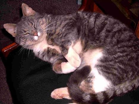 Blanding af racer Emil - Undre sig over hvad jeg dog laver med det kamera?????? billede 6