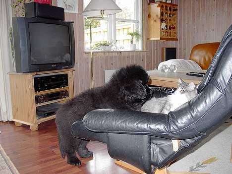 Norsk Skovkat Miv - Hvad laver han?? Hey du rør ikke min hale Zulu!!! *VÆS* billede 2