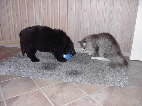 Norsk Skovkat Miv - Hvad laver du Zulu? Uhm.. MAD!! Må jeg få noget?? billede 3