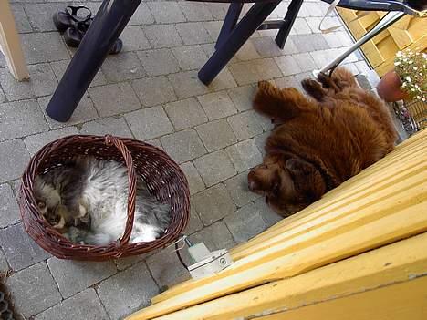 Norsk Skovkat Miv - Det bare livet og lægge sammen med Nico og i min elskede Kurv billede 5