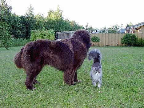 Norsk Skovkat Miv - Hej Nico.. Skal vi være venner? billede 6