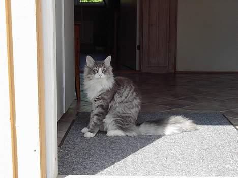 Norsk Skovkat Miv - Halløj.. Her er jeg så:) billede 7