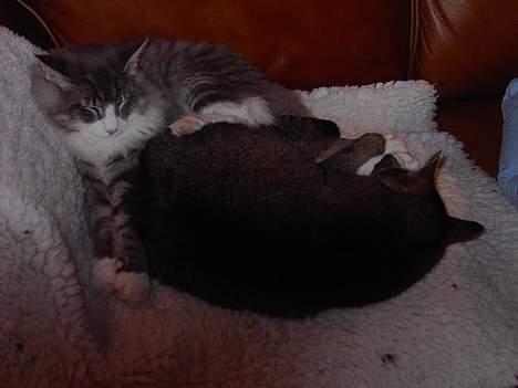 Norsk Skovkat Miv - Halløj her er jeg og jeg putter med den 15år gammle kat Tobias han er død:´( billede 8