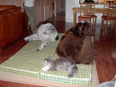 Norsk Skovkat Miv - Dette er hvad man kalder Familie-hygge men den sort/hvide hund er død:´( billede 9