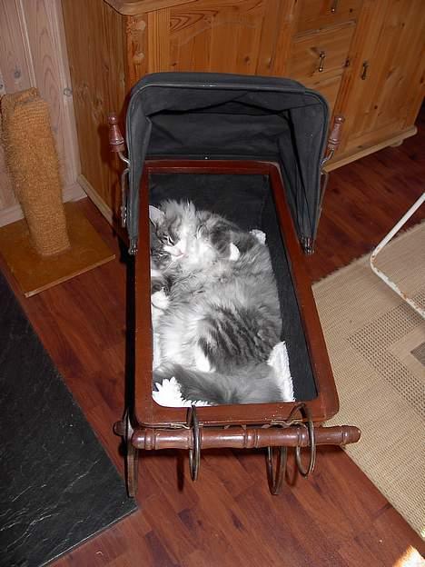 Norsk Skovkat Miv - Her slanger jeg mig i min dukkevogn:) billede 10