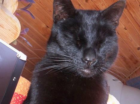 Blanding af racer Carlos - Davs med dig du?. søvnig?. eller hva? billede 1