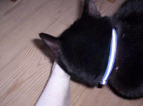 Blanding af racer Carlos - fodkat, elsker fødder :) billede 2