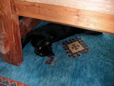 Huskat -*Torsten*- forsvundet - Gemmer mig lige ;o) billede 8