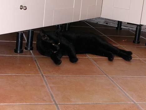 Huskat -*Torsten*- forsvundet - Ren skal man være ;o) billede 9