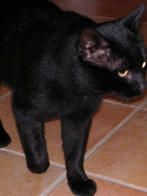 Huskat -*Torsten*- forsvundet - Den sorte panter... Hehe! billede 10