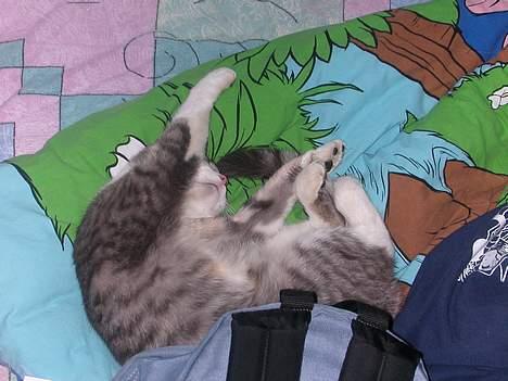 Huskat -*Mijauf*- forsvundet - Zzzzz! Det er hårdt at være misser billede 8