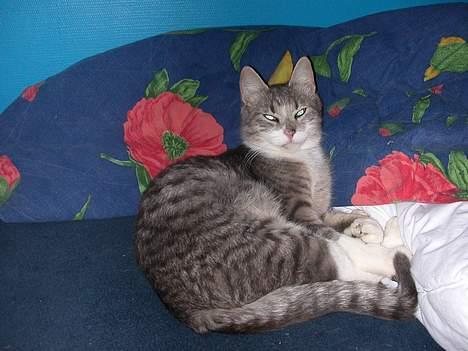 Huskat -*Mijauf*- forsvundet - Mijauf er lige vågnet... Hehe! billede 9