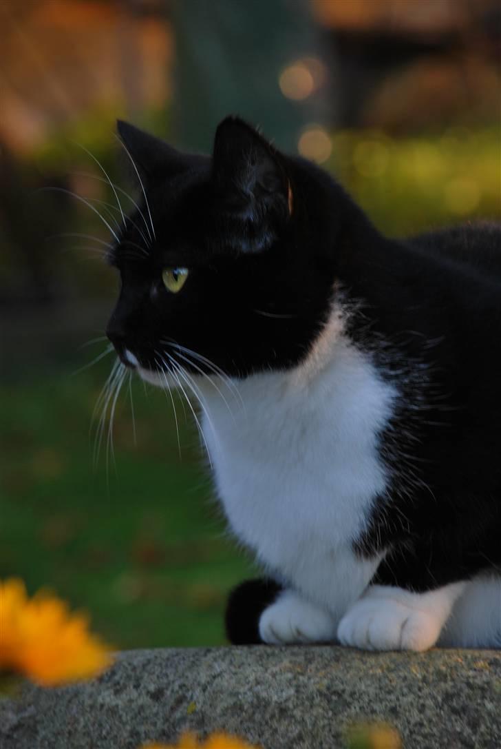 Huskat Lille Lis - Her er hun så!!! billede 1