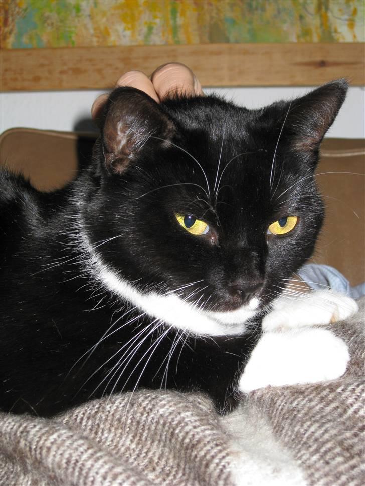 Huskat Lille Lis - Er hun ikk søøø billede 2