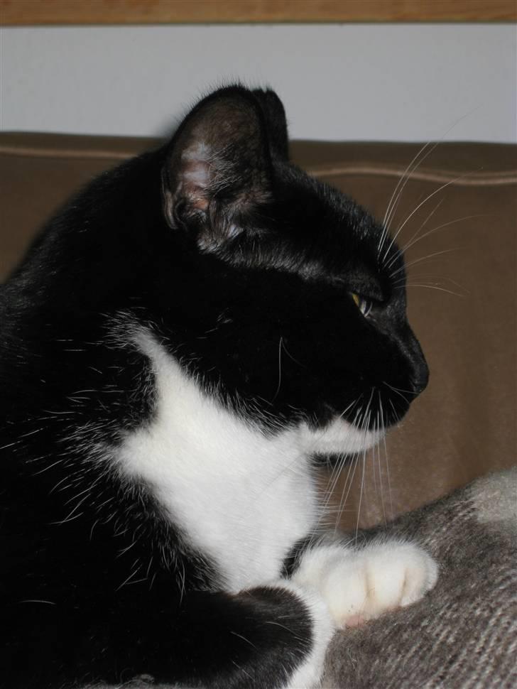 Huskat Lille Lis - Lille Lis i profil billede 3