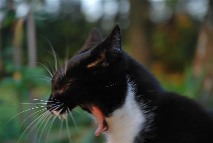 Huskat Lille Lis - Lillelis er meget træt! billede 4