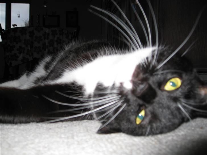 Huskat Lille Lis - Jeg kan også vende på hovedet billede 5