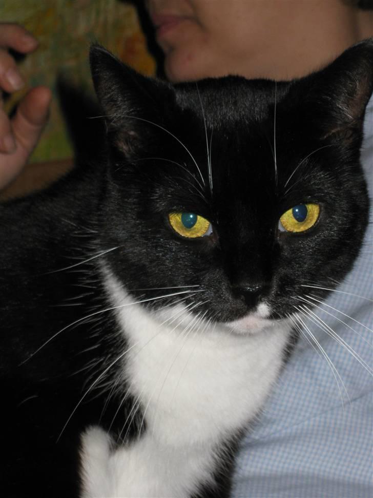 Huskat Lille Lis - nåååå billede 7