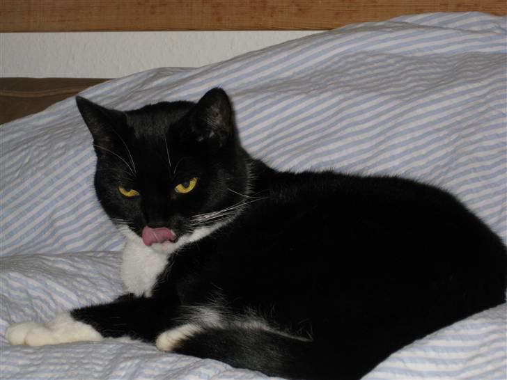 Huskat Lille Lis - Lille Lis er i bad billede 8