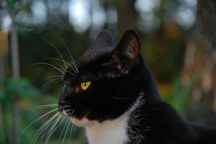 Huskat Lille Lis - Lille Lis igen billede 9