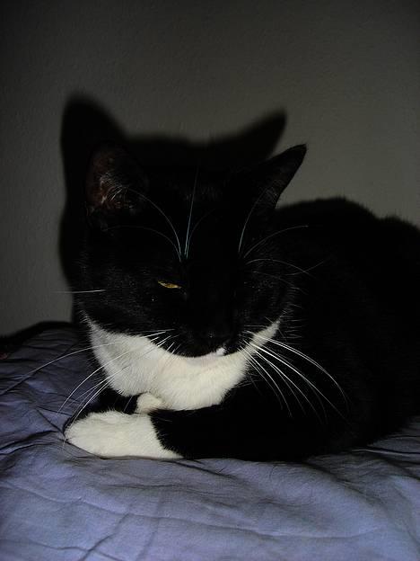 Huskat Lille Lis - Lille Lis ligger og hygger billede 10