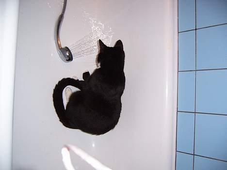 Blanding af racer Midi - vand er godt for pælsen...! er det ik...? billede 2