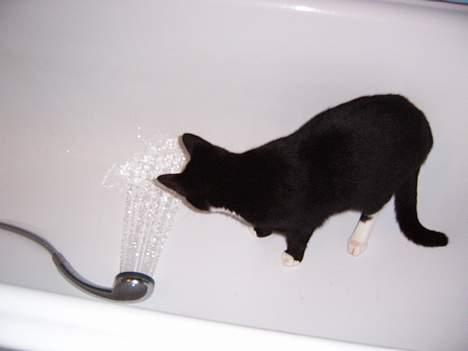 Blanding af racer Midi billede 5