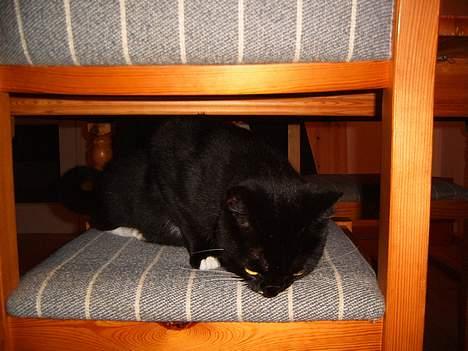 Blanding af racer Midi - var der en mus eller var det bare mig...? billede 9