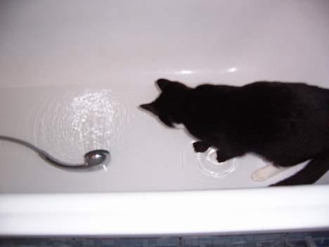 Blanding af racer Midi - er der nogle der har sagt at katte er bange for vand....? det er jeg i hvært fald ikke mine poter er dægget af vand...  billede 10