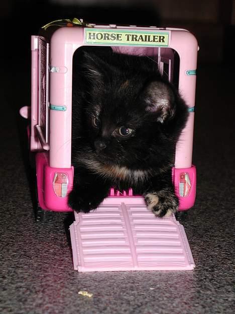 Blanding af racer Fie (Død) - skal vi afsted...? billede 1