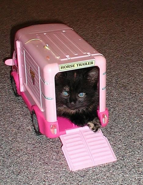 Blanding af racer Fie (Død) - jeg venter.... billede 2