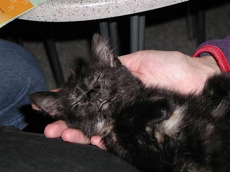 Blanding af racer Fie (Død) - her ligger jeg godt.. billede 3